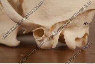 photo reference of skull 0036